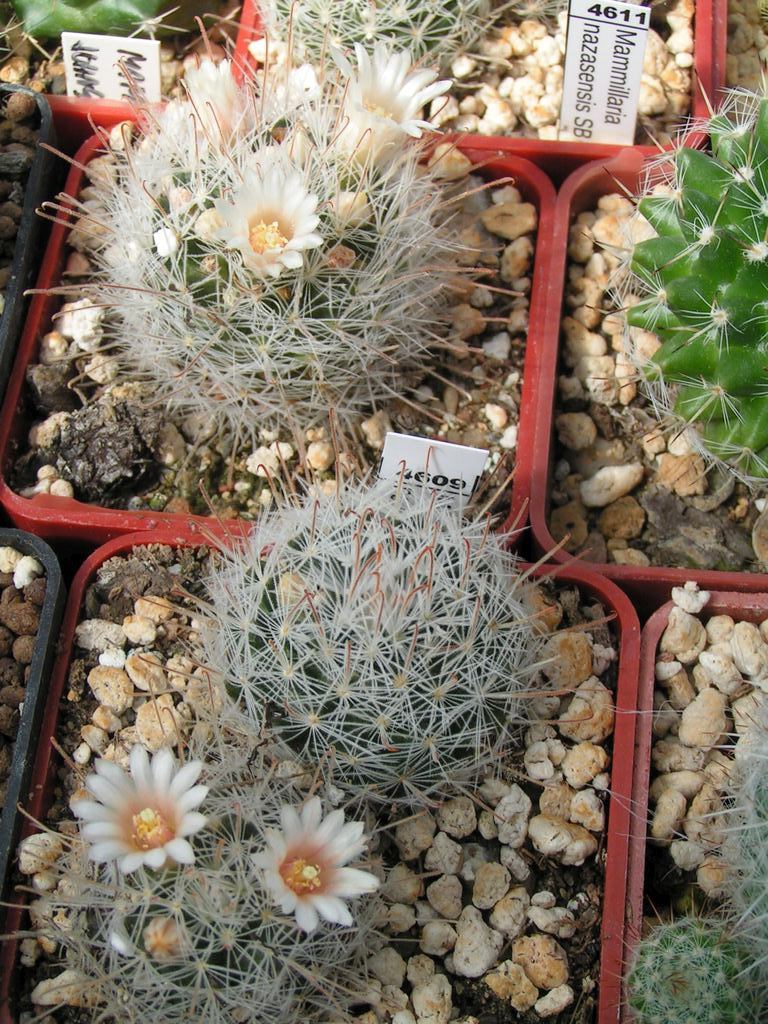 Mammillaria nazasensis SB 489